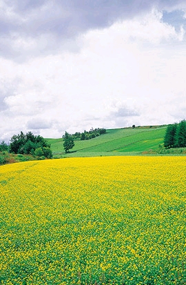 SaveImg0[20050519201241].jpg
